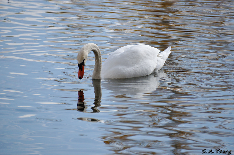 Name:  Swans 9.jpg
Views: 285
Size:  285.4 KB