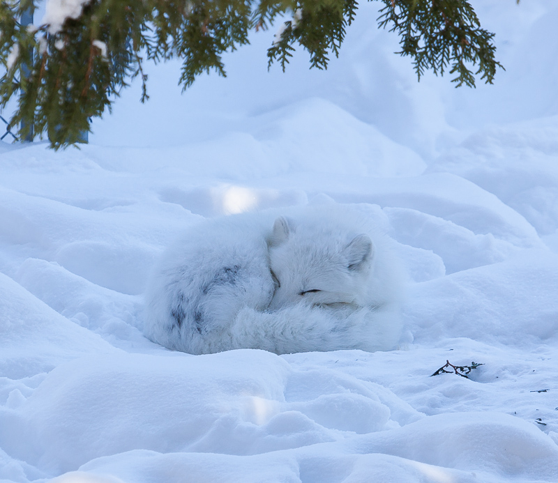 Name:  chippewa arctic fox.JPG
Views: 450
Size:  238.6 KB