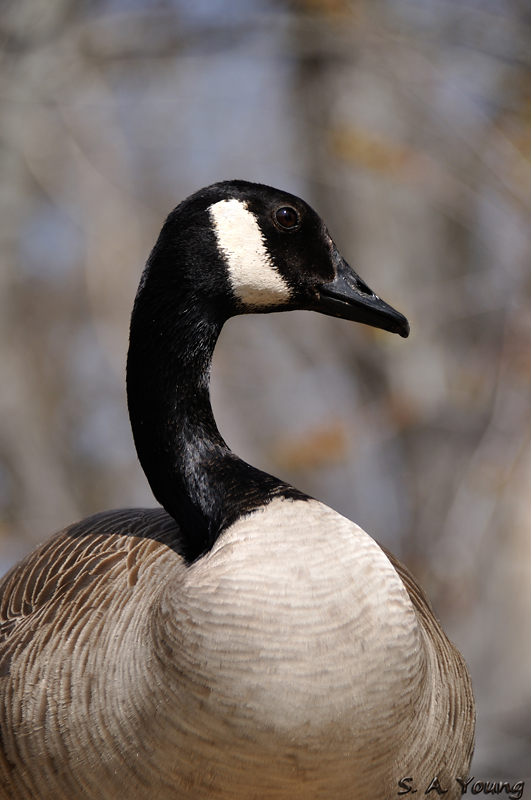 Name:  Goose 1.jpg
Views: 282
Size:  297.8 KB