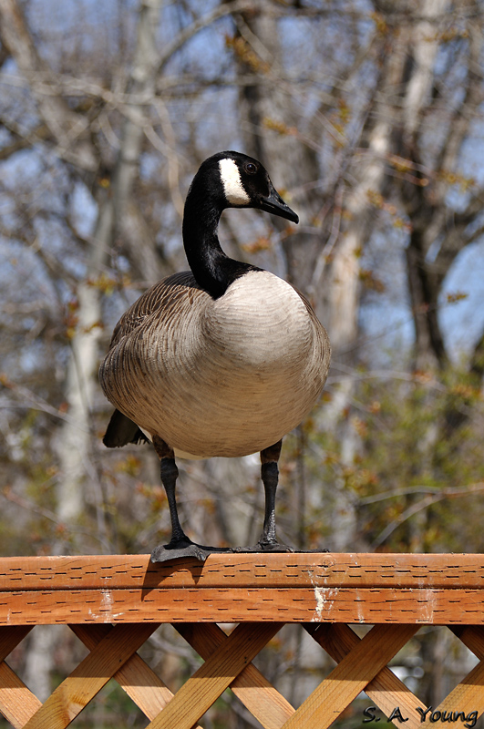 Name:  Goose 2.jpg
Views: 277
Size:  292.7 KB