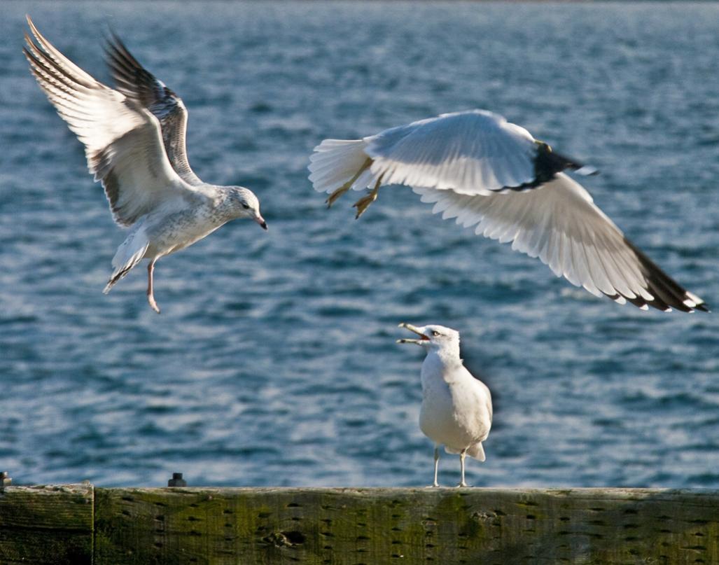 Name:  Gulls .jpg
Views: 421
Size:  95.5 KB