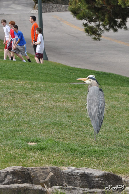 Name:  Heron 3.jpg
Views: 336
Size:  115.9 KB