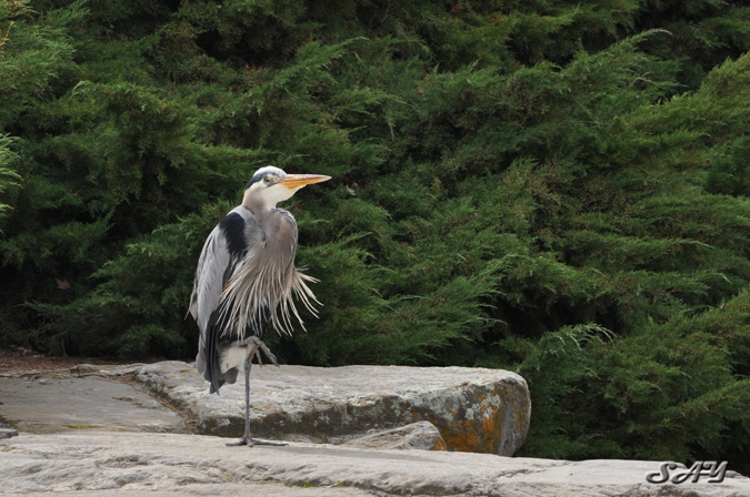 Name:  Heron 25.jpg
Views: 296
Size:  170.6 KB