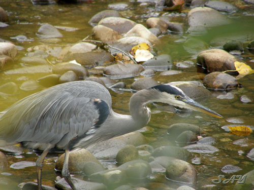 Name:  Heron 11.jpg
Views: 257
Size:  78.5 KB