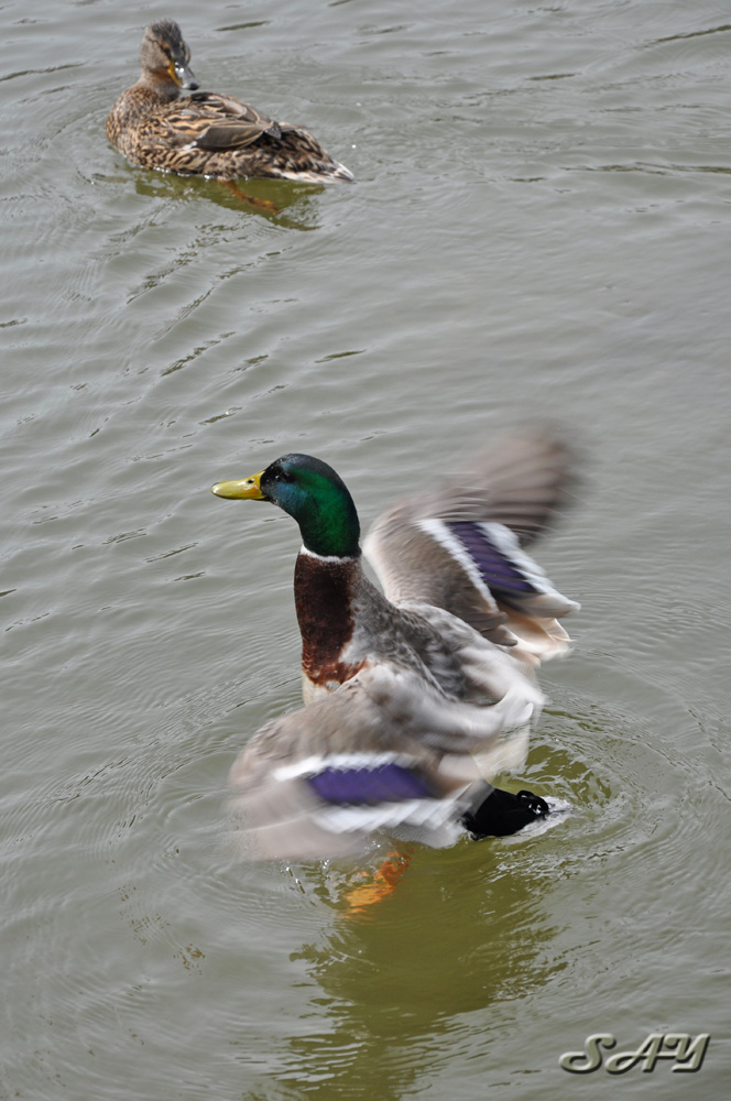 Name:  Ducks 1.jpg
Views: 238
Size:  206.0 KB