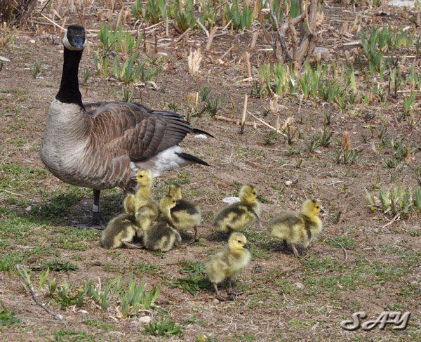 Name:  Goslings 6.jpg
Views: 325
Size:  189.1 KB