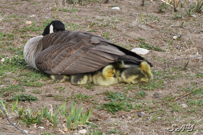 Name:  Goslings 9.jpg
Views: 325
Size:  189.7 KB