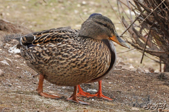 Name:  Ducks 4.jpg
Views: 533
Size:  207.5 KB