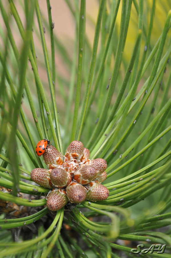 Name:  Pine Cones 5.jpg
Views: 676
Size:  220.2 KB