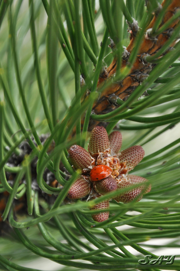 Name:  Pine Cones 6.jpg
Views: 573
Size:  220.1 KB