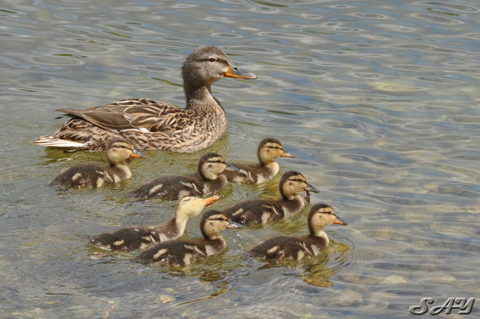 Name:  Ducklings 2.jpg
Views: 421
Size:  193.0 KB