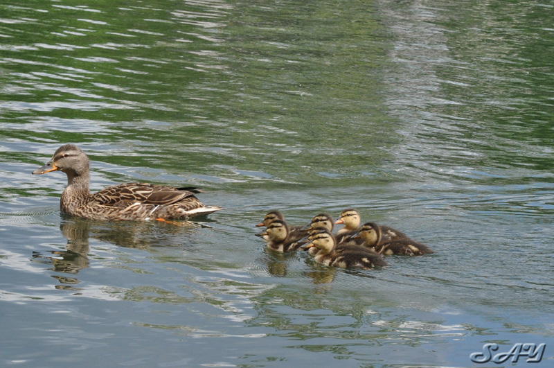 Name:  Ducklings 3.jpg
Views: 455
Size:  217.5 KB