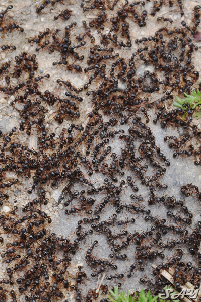 Name:  Ants 3.jpg
Views: 286
Size:  211.7 KB