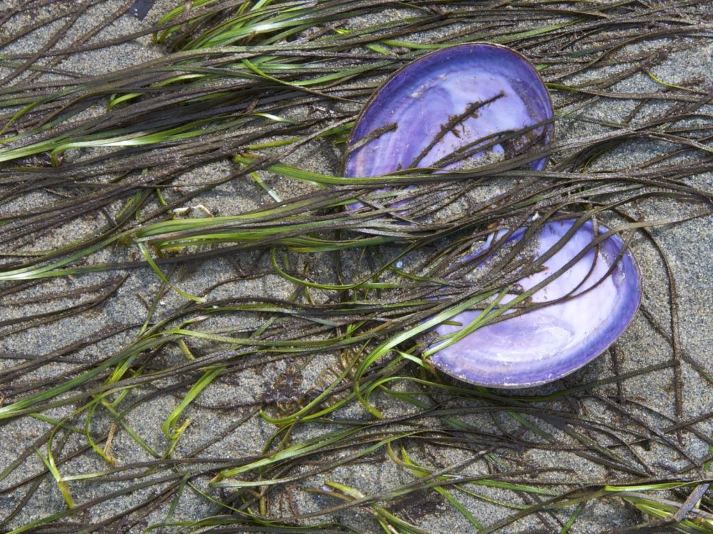 Name:  Purple shell on beach.jpg
Views: 300
Size:  198.2 KB