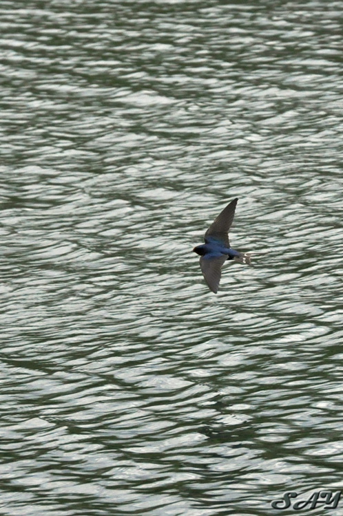 Name:  Swallow 40.jpg
Views: 261
Size:  217.9 KB