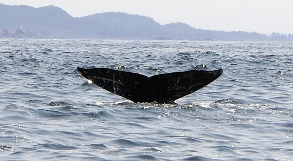 Name:  Whale tail (1).jpg
Views: 473
Size:  90.6 KB