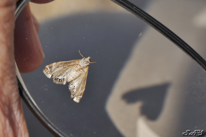 Name:  Moth 2.jpg
Views: 301
Size:  150.2 KB