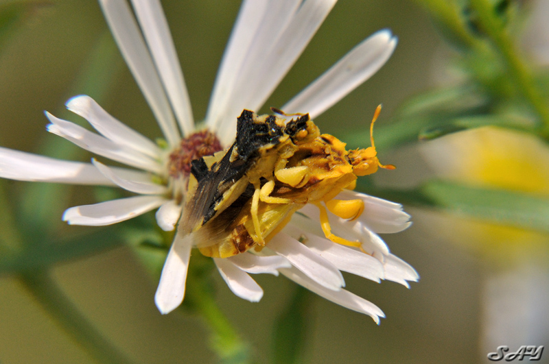 Name:  Jagged Ambush Bug 1.jpg
Views: 439
Size:  228.0 KB