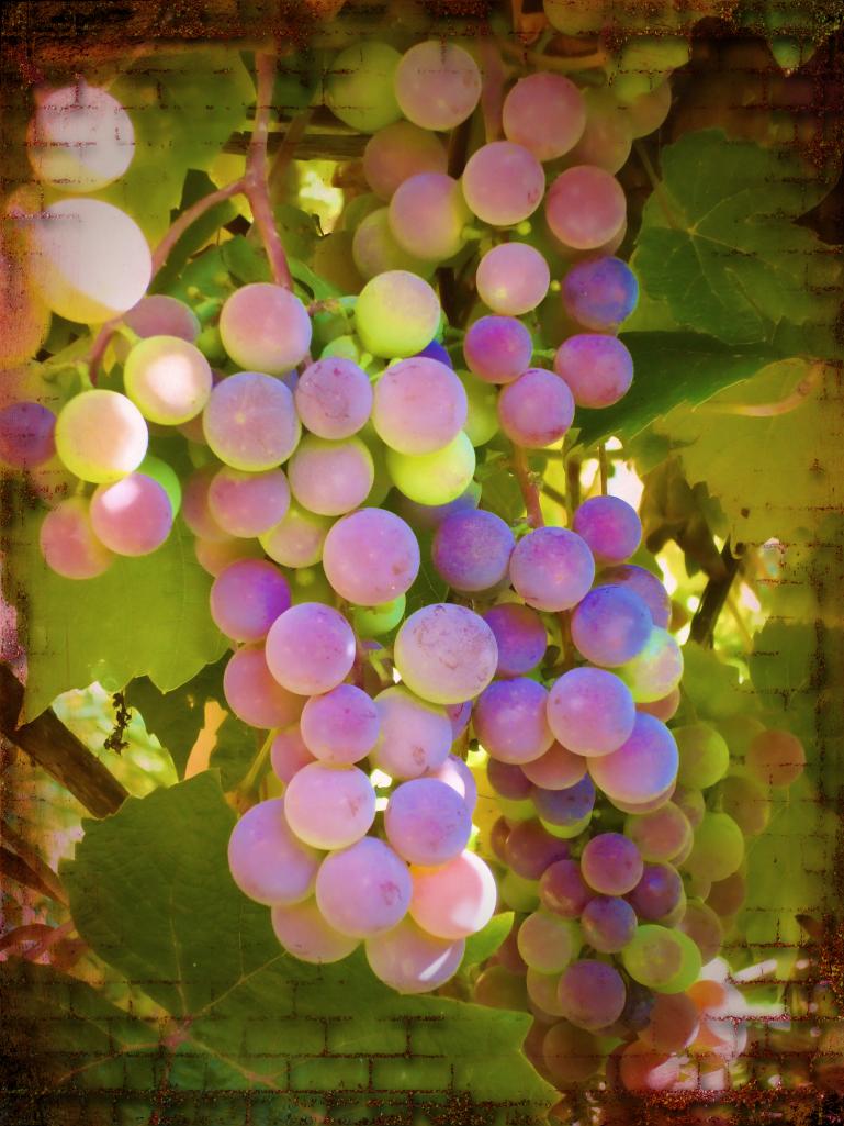 Name:  Grapes.jpg
Views: 214
Size:  103.0 KB