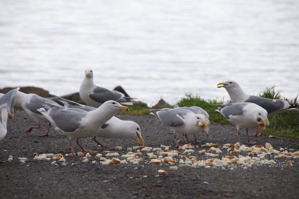 Name:  gull-ping bread.jpg
Views: 309
Size:  196.7 KB