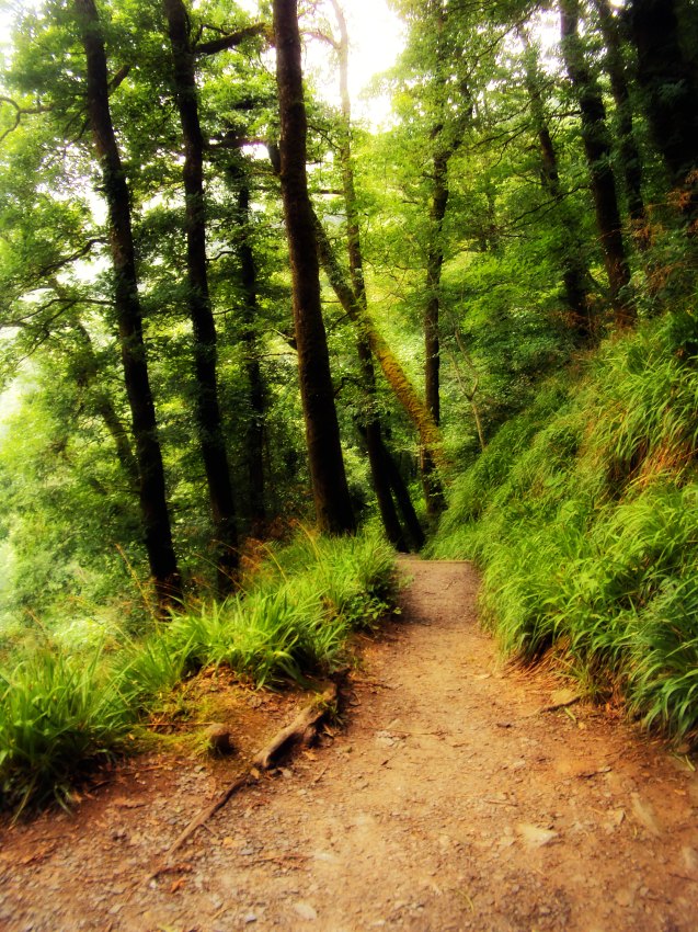 Name:  Forest trail.jpg
Views: 2095
Size:  232.5 KB