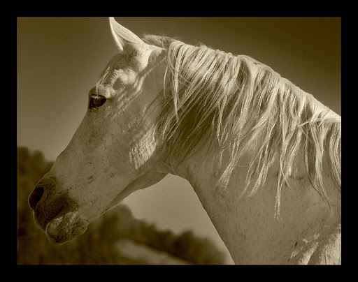 Name:  IMG_0125horse_png.jpg
Views: 350
Size:  40.9 KB