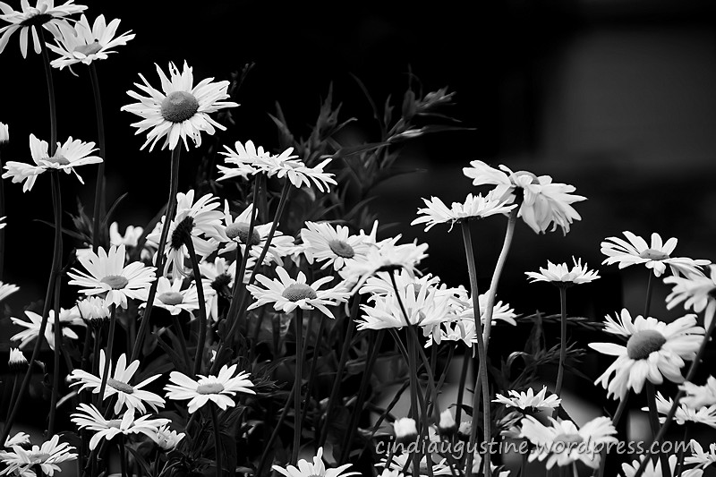 Name:  Daisy Study 2011 sm_1.jpg
Views: 323
Size:  170.5 KB