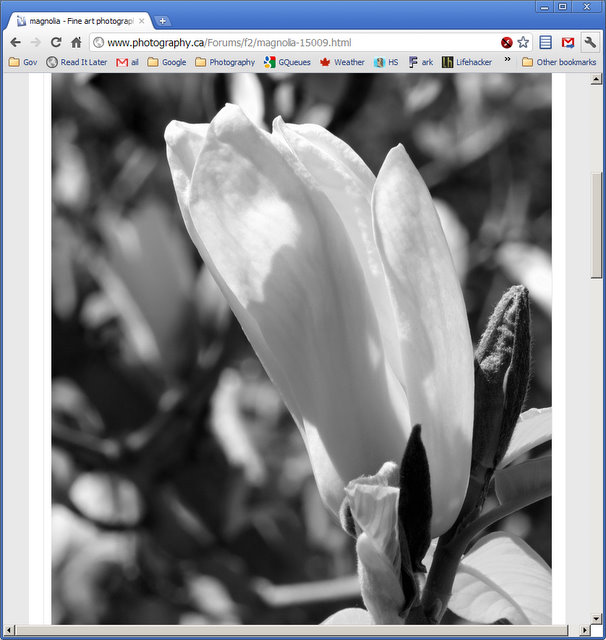 Name:  magnolia - Fine art photography forum - Google Chrome 692011 82246 AM.jpg
Views: 263
Size:  73.7 KB