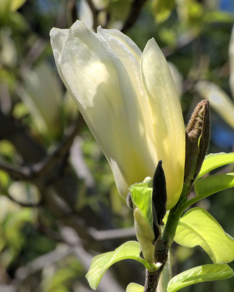 Name:  magnolia2 small.jpg
Views: 174
Size:  113.3 KB