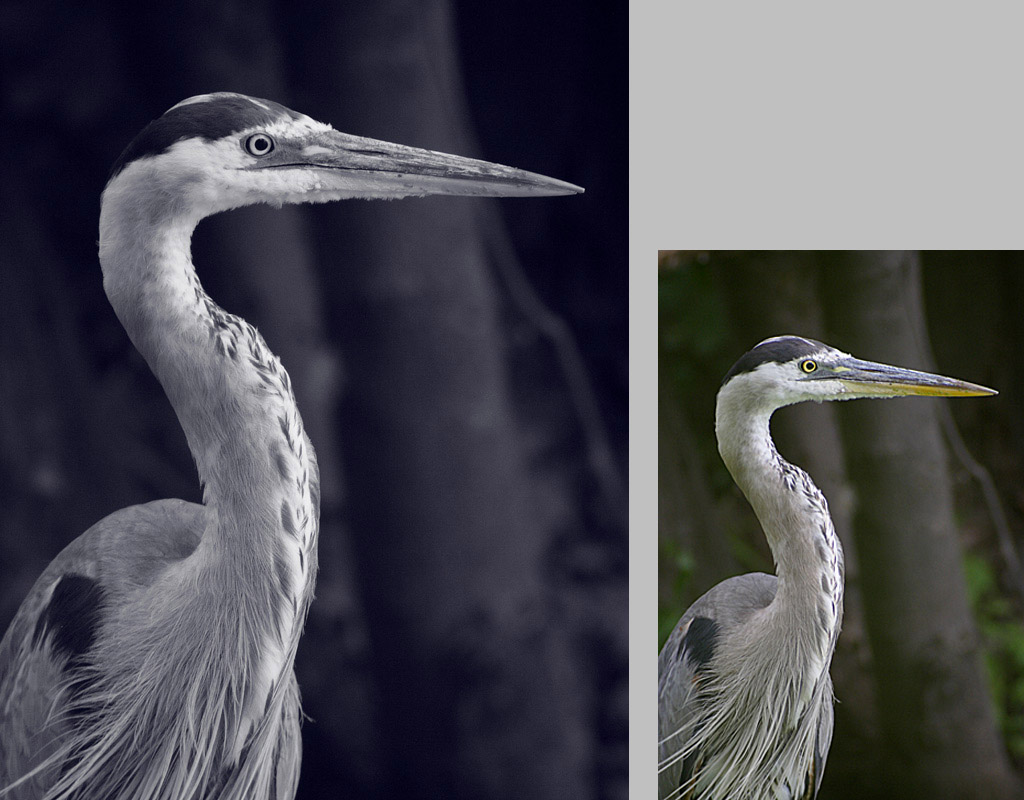 Name:  Great Blue Heron.jpg
Views: 380
Size:  181.2 KB