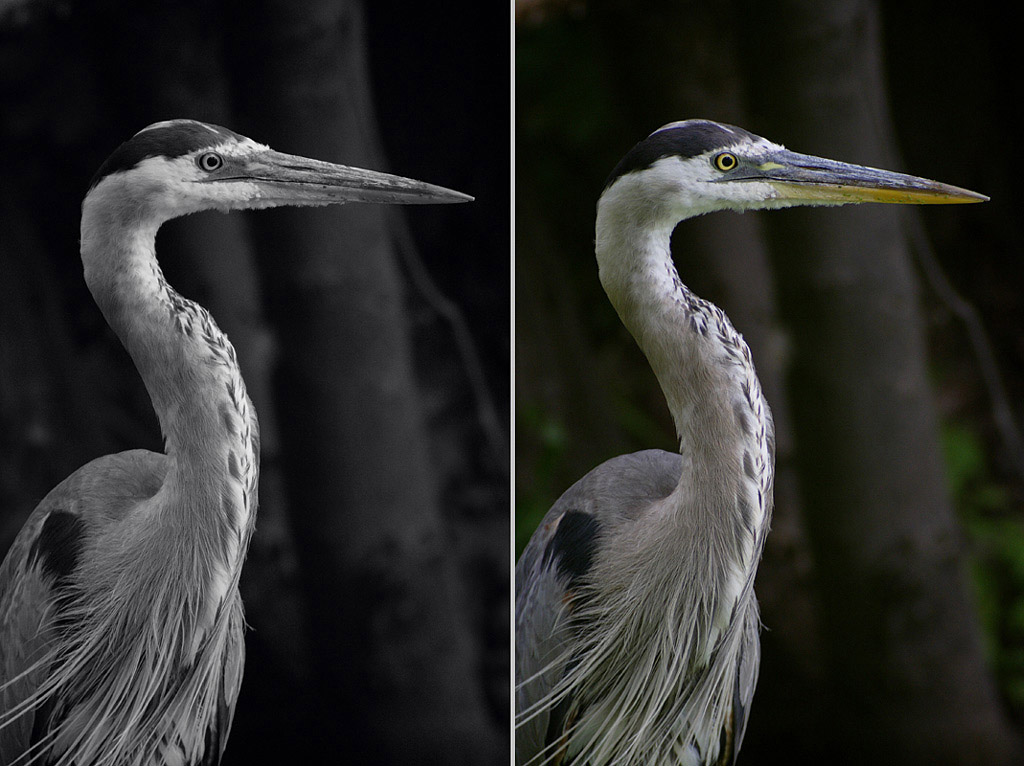 Name:  Great Blue Heron, comparison.jpg
Views: 342
Size:  184.5 KB