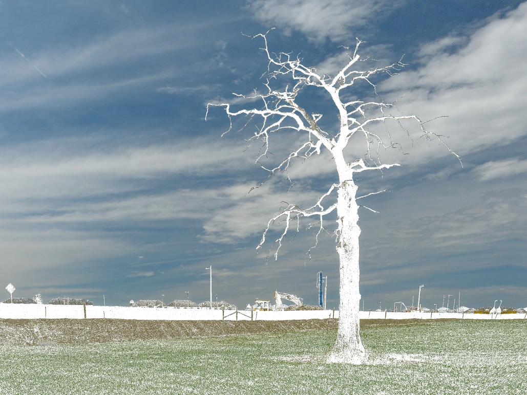 Name:  White Tree.jpg
Views: 718
Size:  130.9 KB