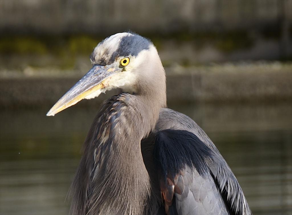 Name:  Heron.jpg
Views: 287
Size:  70.7 KB