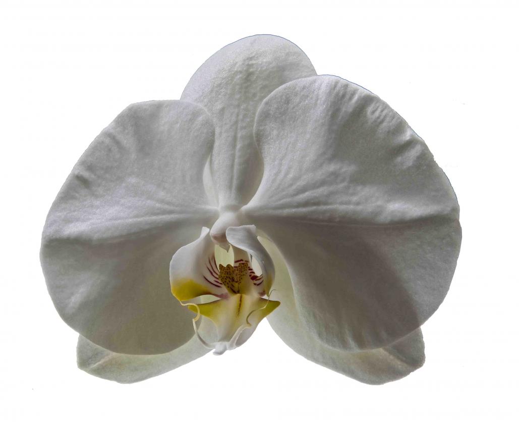 Name:  Orchid,clear background,f22, 1.6th  sec .jpg
Views: 535
Size:  52.5 KB