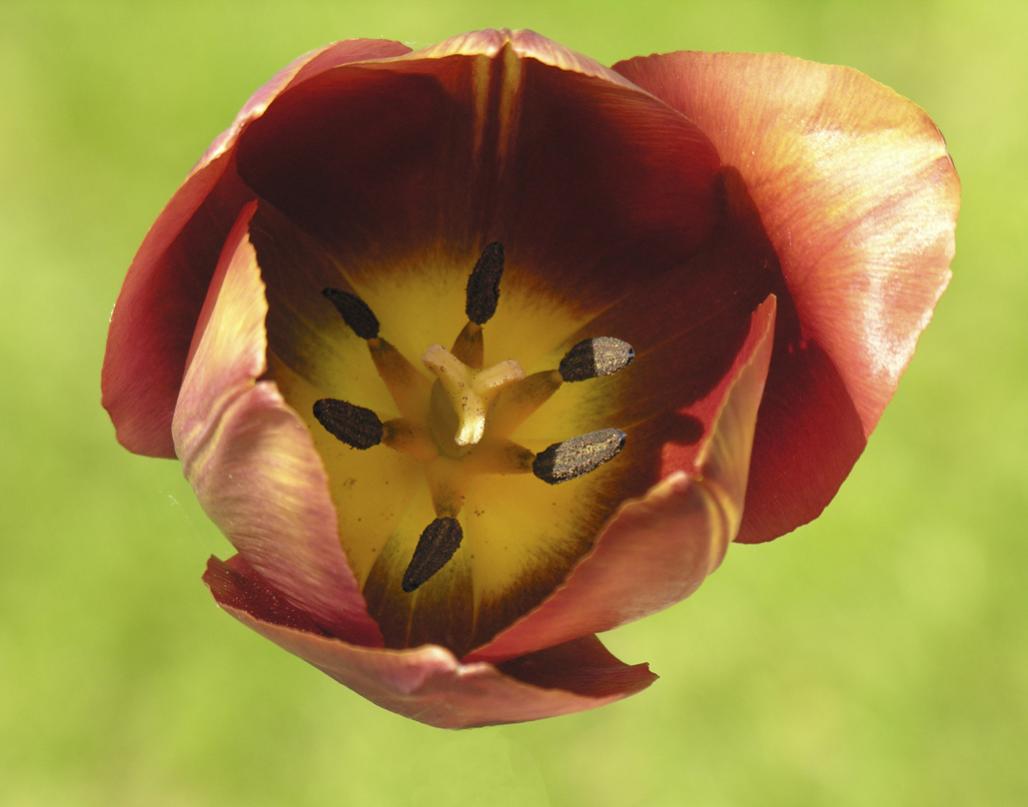 Name:  Prescott,garden,tulip .jpg
Views: 425
Size:  57.6 KB