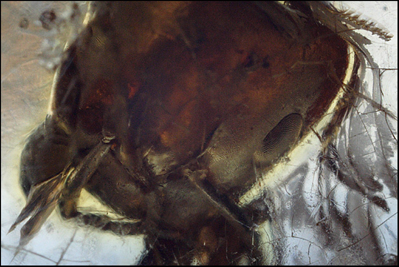 Name:  Macro Amber Insect.jpg
Views: 687
Size:  161.0 KB