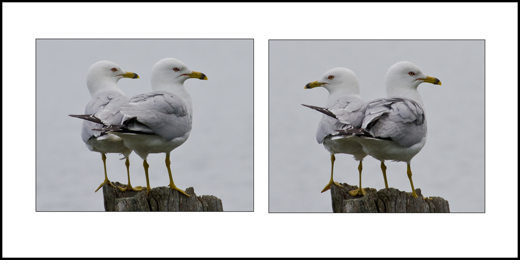 Name:  Diptych .jpg
Views: 1000
Size:  180.1 KB