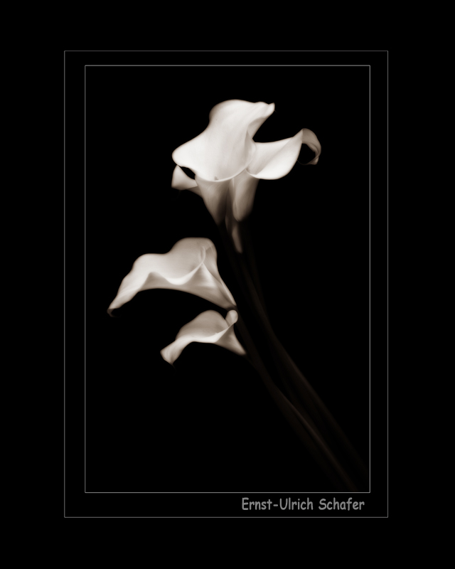 Name:  15555d1341186581-calla-lily-dance-img_4579-bwt-16xframed.jpg
Views: 969
Size:  96.3 KB