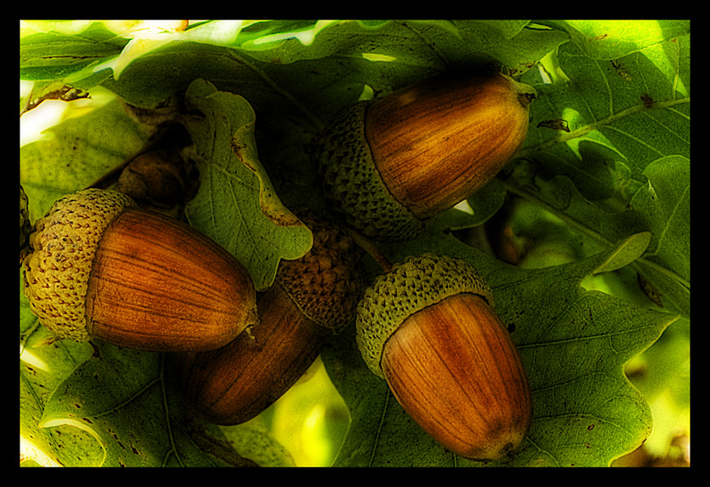 Name:  acorns.jpg
Views: 901
Size:  190.8 KB