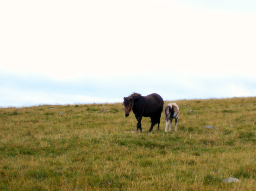 Name:  Dartmoor - mare and foal.jpg
Views: 334
Size:  189.8 KB