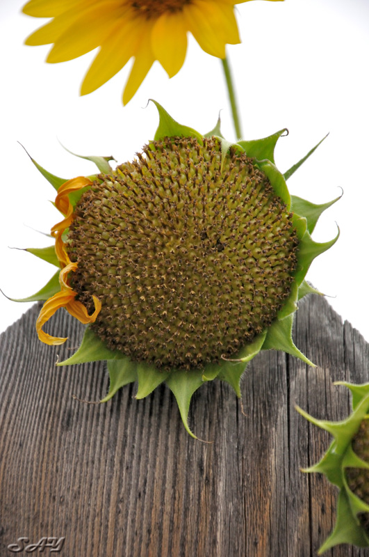 Name:  Sunflowers 3.jpg
Views: 254
Size:  191.2 KB