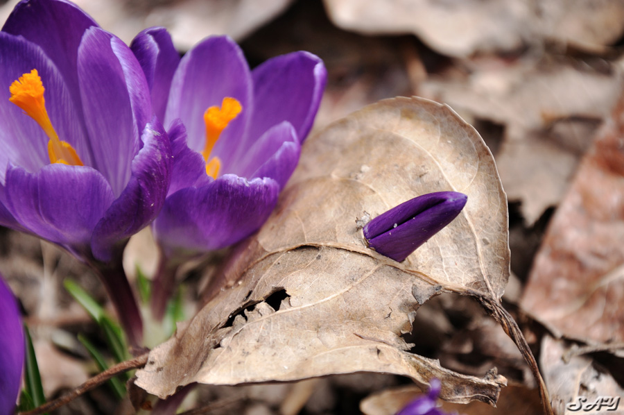 Name:  Crocus 13a.jpg
Views: 644
Size:  201.4 KB