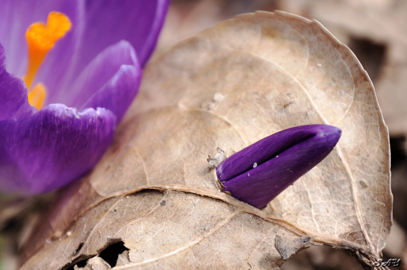 Name:  Crocus 13b.jpg
Views: 232
Size:  164.3 KB