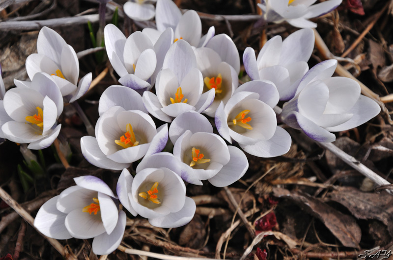 Name:  Crocus 7.jpg
Views: 248
Size:  188.6 KB