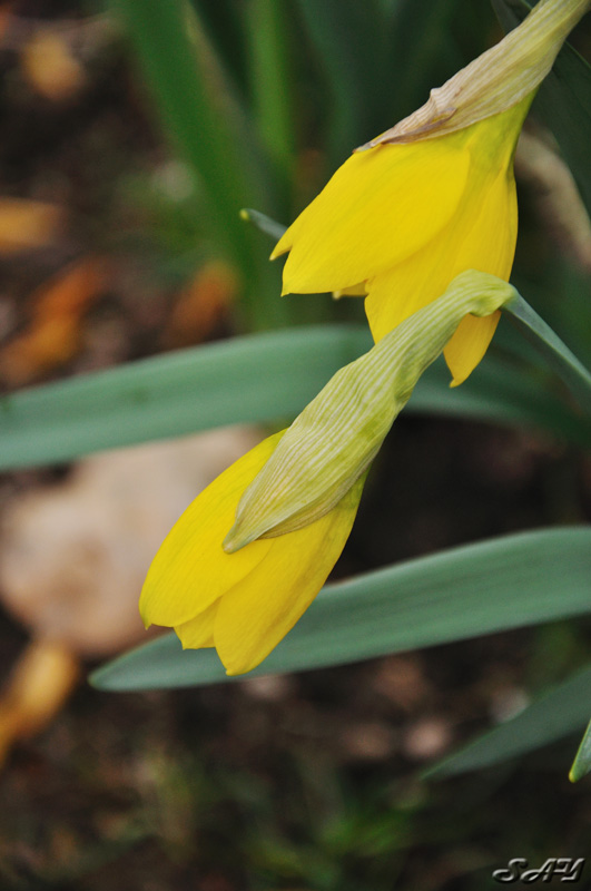 Name:  Daffodil 2.jpg
Views: 430
Size:  129.9 KB