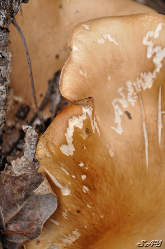 Name:  Mushroom 1.jpg
Views: 298
Size:  160.9 KB