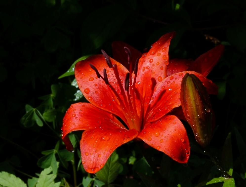 Name:  orange lily 1 resize.jpg
Views: 278
Size:  62.1 KB