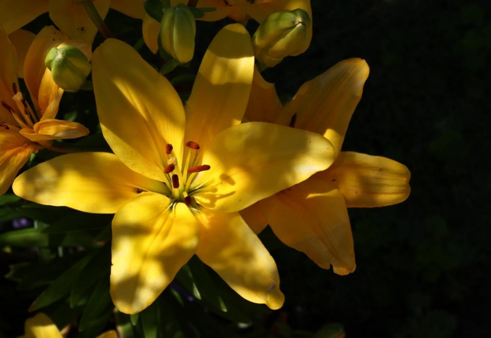 Name:  yellow lily 1 resize.jpg
Views: 296
Size:  48.9 KB