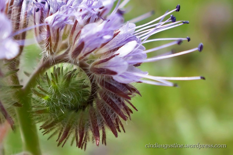 Name:  Lacy Phacelia sm_ 10.jpg
Views: 229
Size:  122.6 KB