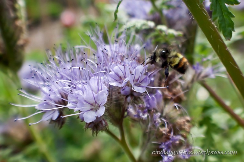 Name:  Lacy Phacelia sm_ 6.jpg
Views: 238
Size:  122.1 KB